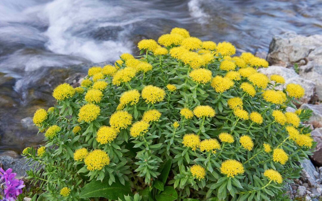 Rhodiola Rosea: A Comprehensive Exploration of Its Benefits and Uses