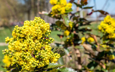 Berberine: The Ancient Remedy with Modern Science Backing