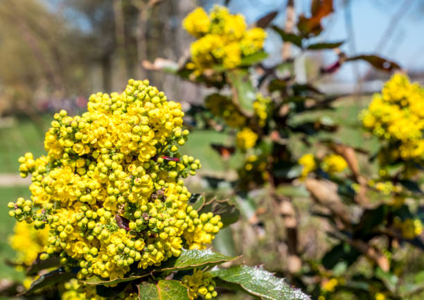 Berberine: The Ancient Remedy with Modern Science Backing